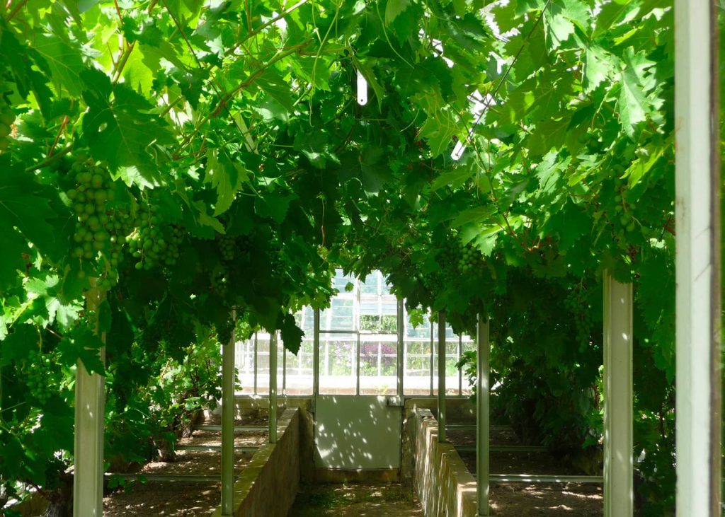 Les serres à raisin du château de Saint-Jean de Beauregard