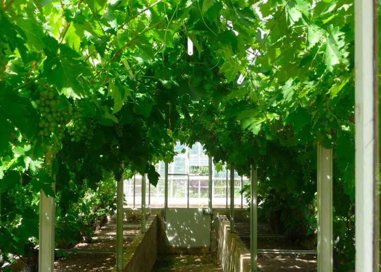 Les serres à raisin du château de Saint-Jean de Beauregard